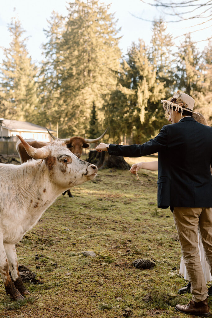 Bree and Jake's Unique PNW Engagement Photos: A Whimsical Day with Cows ...