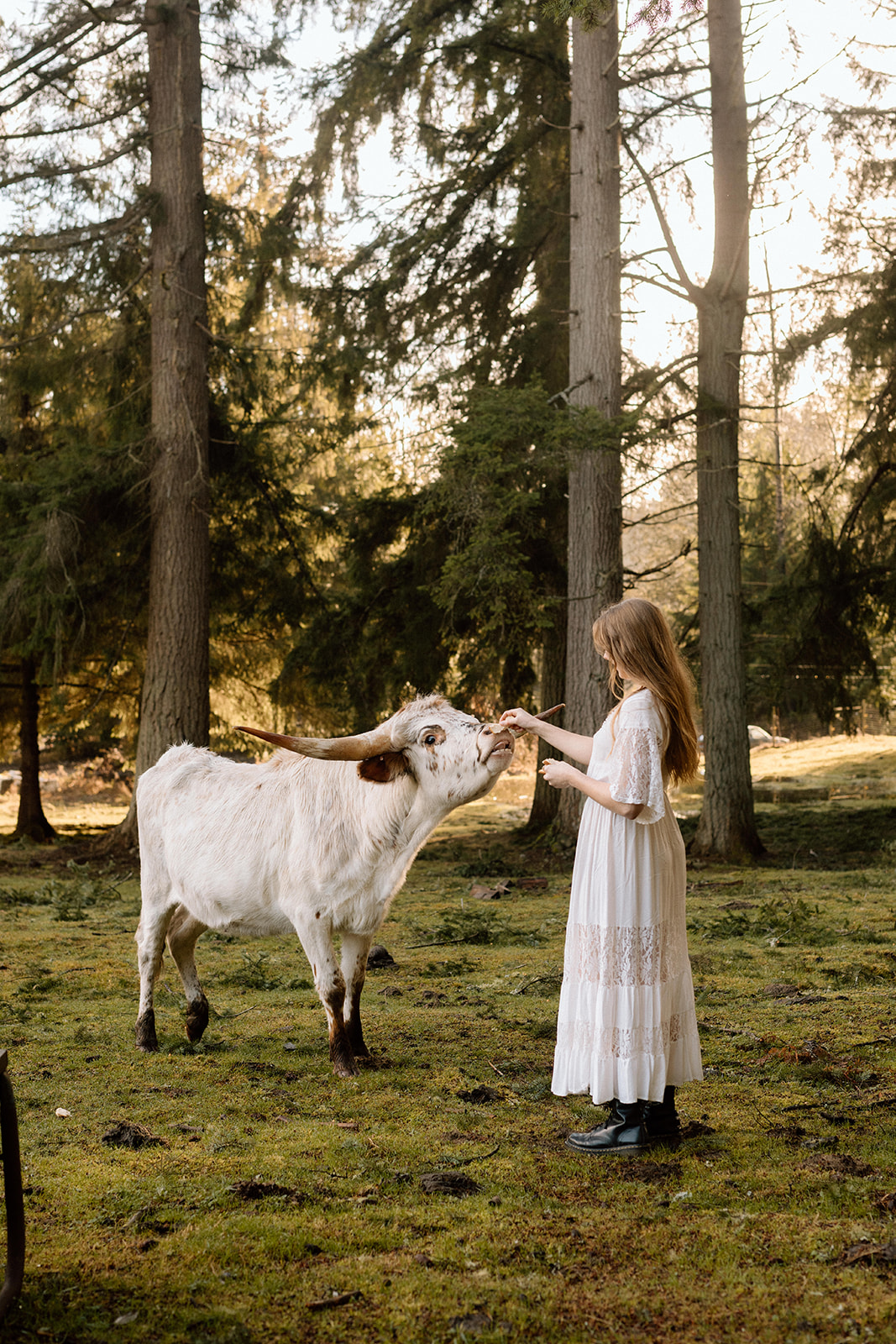 Couple running through open field with cows for their PNW Engagement Photos