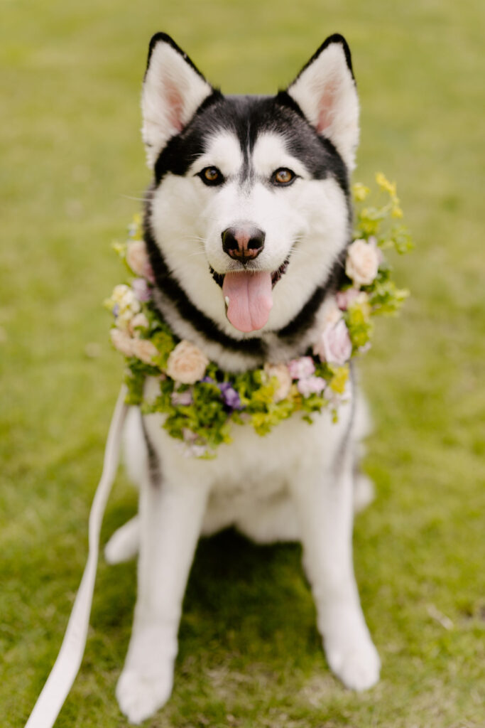 Wedding day pet care Wags Down the Aisle is a wedding vendor recommendations.