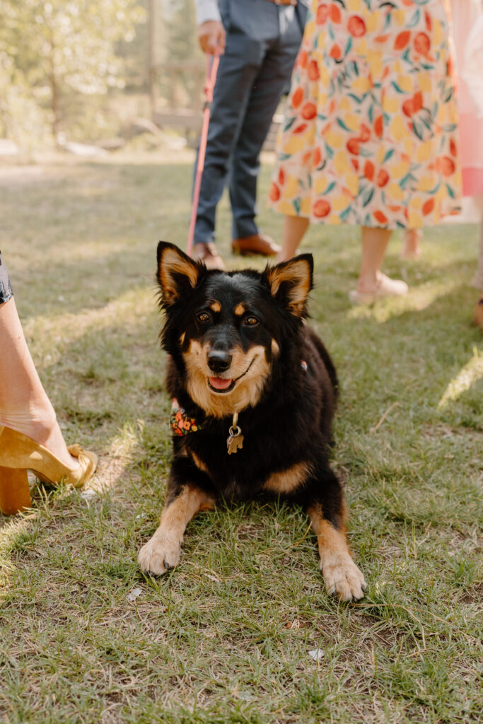 dog at summer wedding reception
